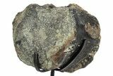 Dinosaur Vertebra Centrum on Metal Stand - Boulahfa, Morocco #252517-2
